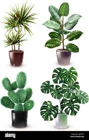 Plants